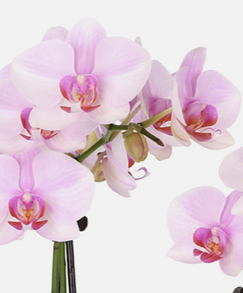 Close-up of a blooming pink Phalaenopsis orchid, showcasing its delicate petals and vibrant colors against a white background, perfect for botanical themes.