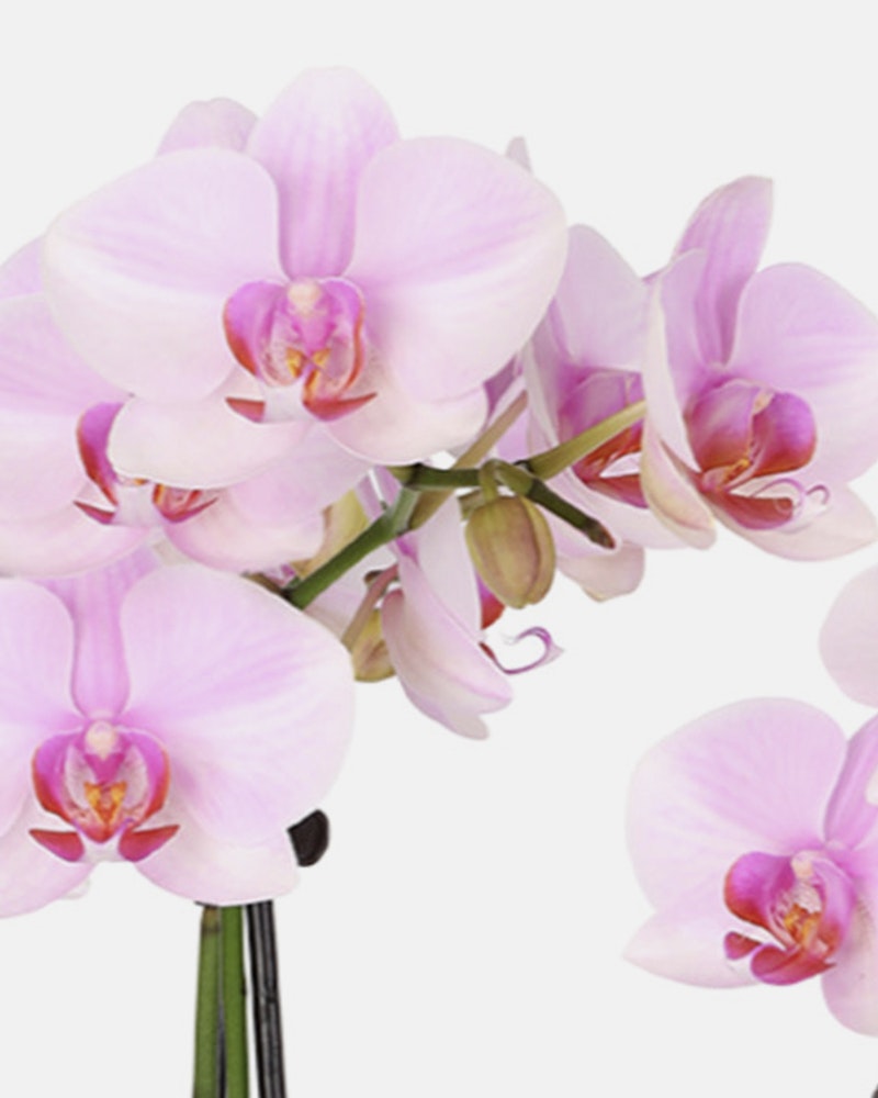 Close-up of a blooming pink Phalaenopsis orchid, showcasing its delicate petals and vibrant colors against a white background, perfect for botanical themes.