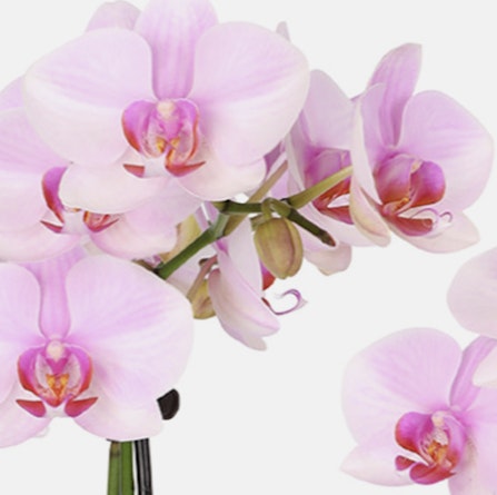 Delicate pink orchid flowers thrive in a floral arrangement, showcasing elegant blossoms.