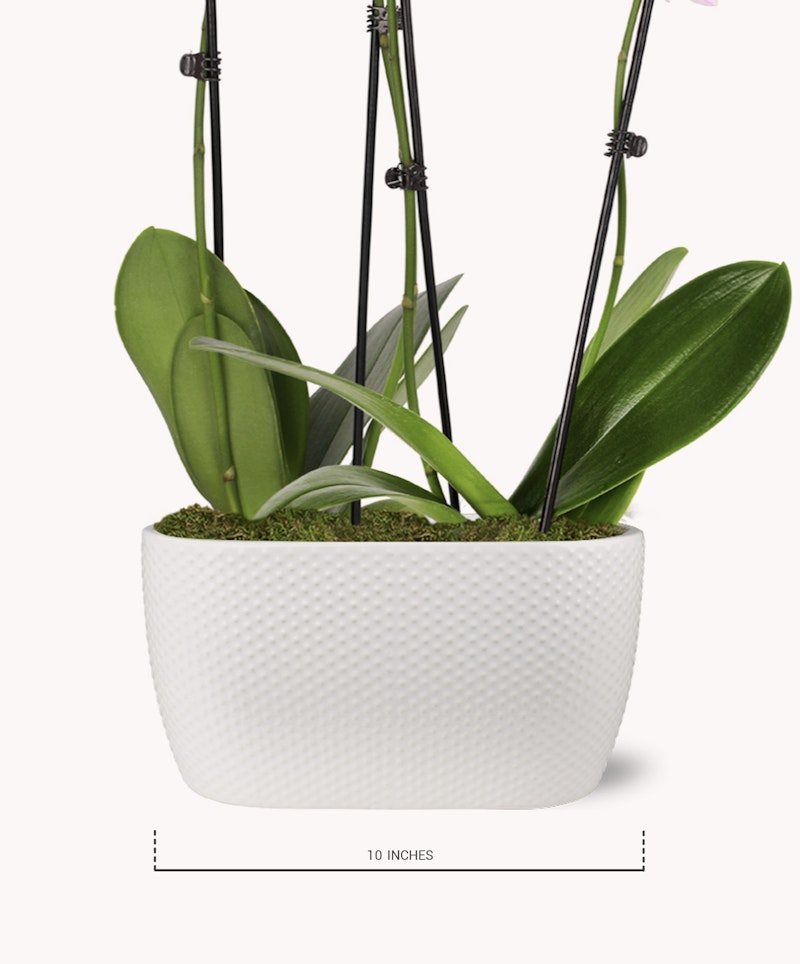 Potted orchid plant with lush green leaves in a white textured planter, equipped with support sticks, against a white background, indicating a size of 10 inches.