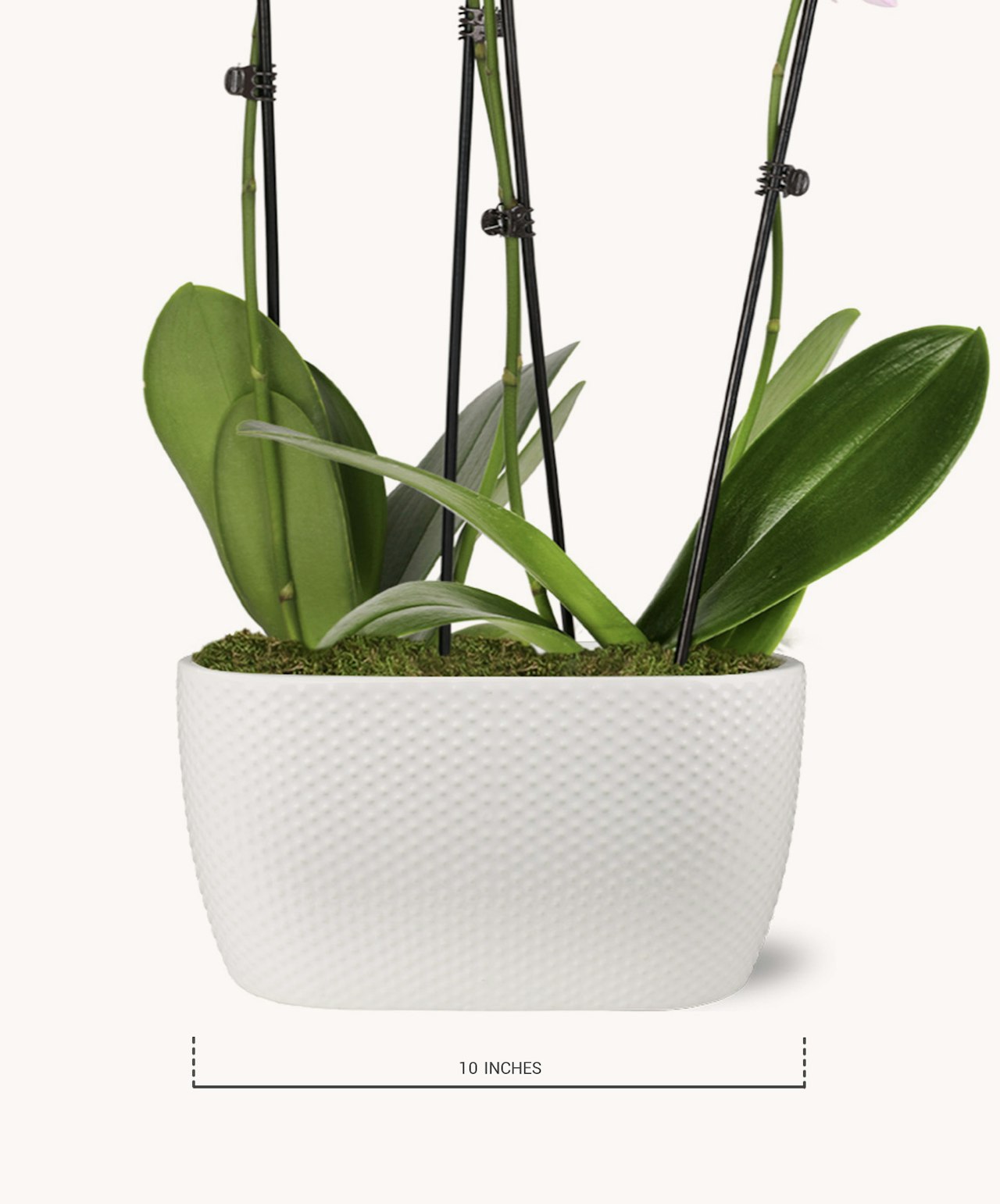 Elegant white orchid plant with lush green leaves in a modern textured pot, perfect for home decor.