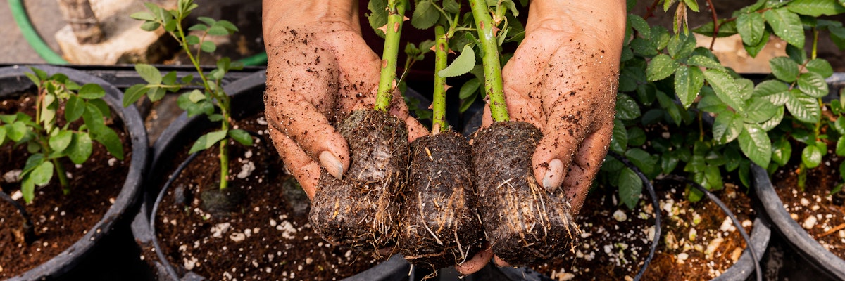 Hands holding freshly rooted rose cuttings surrounded by pots of soil, ready for planting.