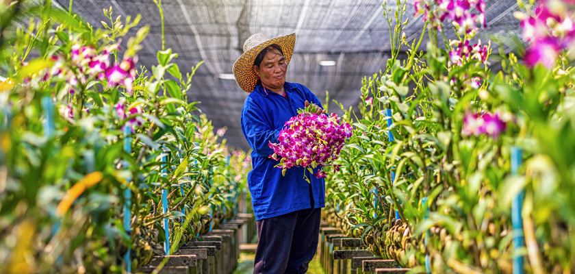 A skilled gardener tends to vibrant purple orchids in a lush greenhouse setting.