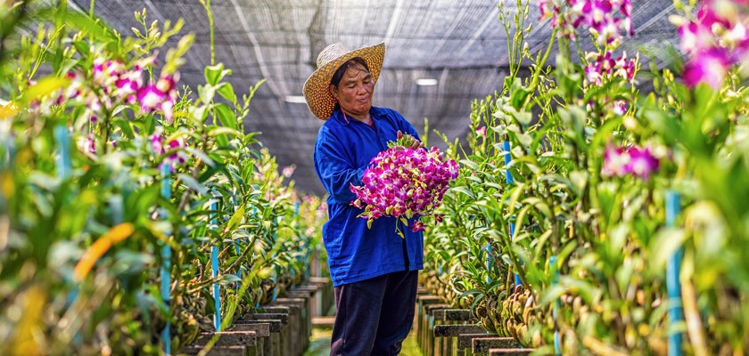 A skilled gardener tends to vibrant purple orchids in a lush greenhouse setting.