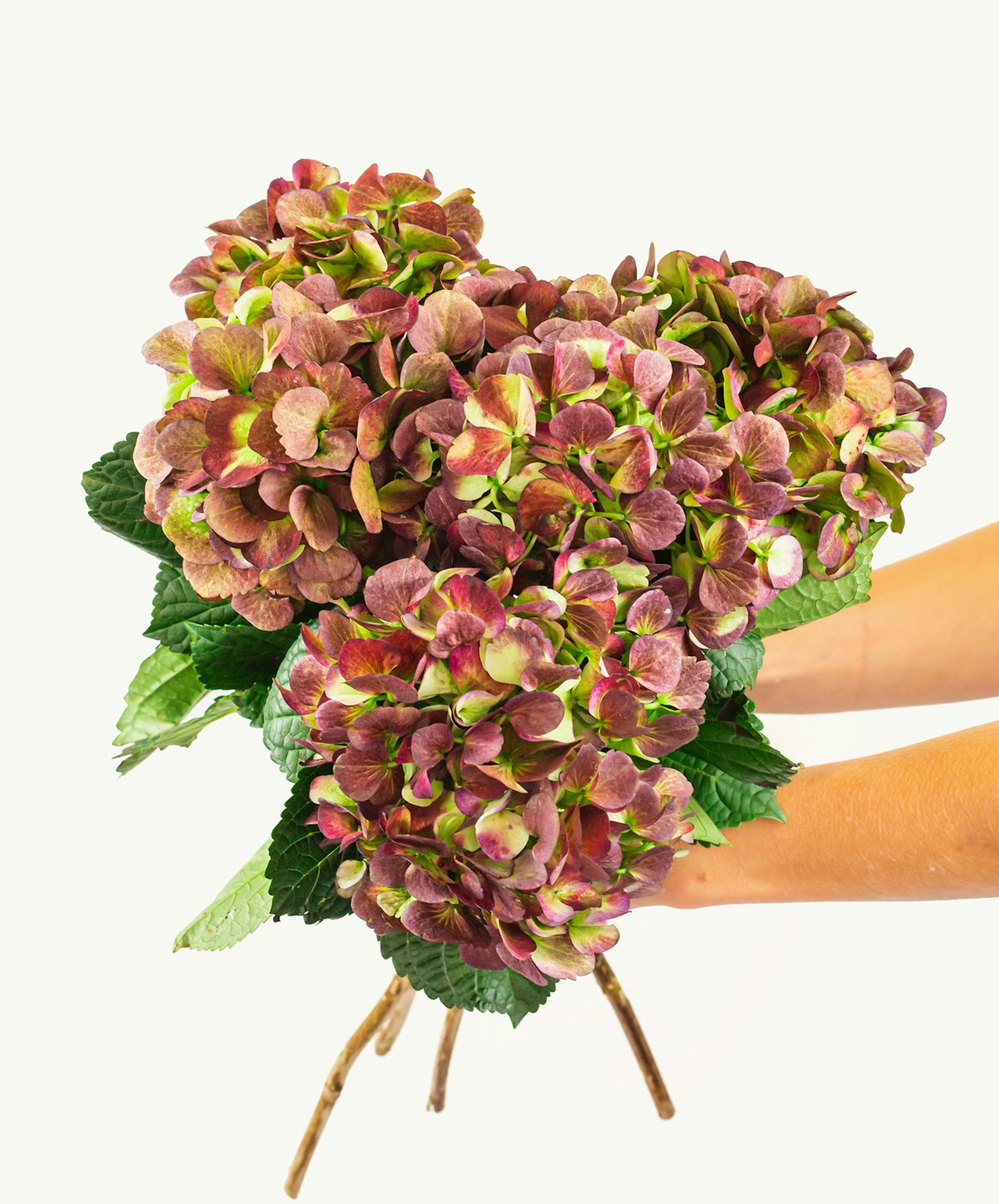 Vibrant hydrangea bouquet with shades of pink and green, elegantly held with lush leaves.