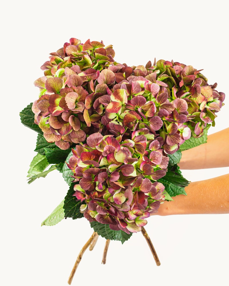 Bouquet of pink and green hydrangeas presented against a white background with a person's arms gently holding the stems arranged in a rustic vase.