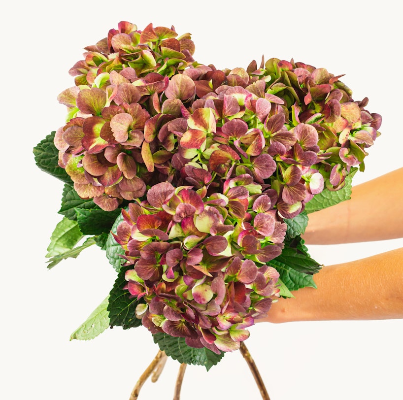 Bouquet of pink and green hydrangeas presented against a white background with a person's arms gently holding the stems arranged in a rustic vase.