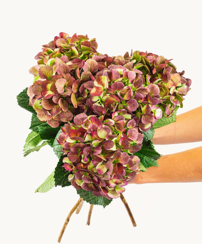 Vibrant hydrangea bouquet with shades of pink and green, elegantly held with lush leaves.
