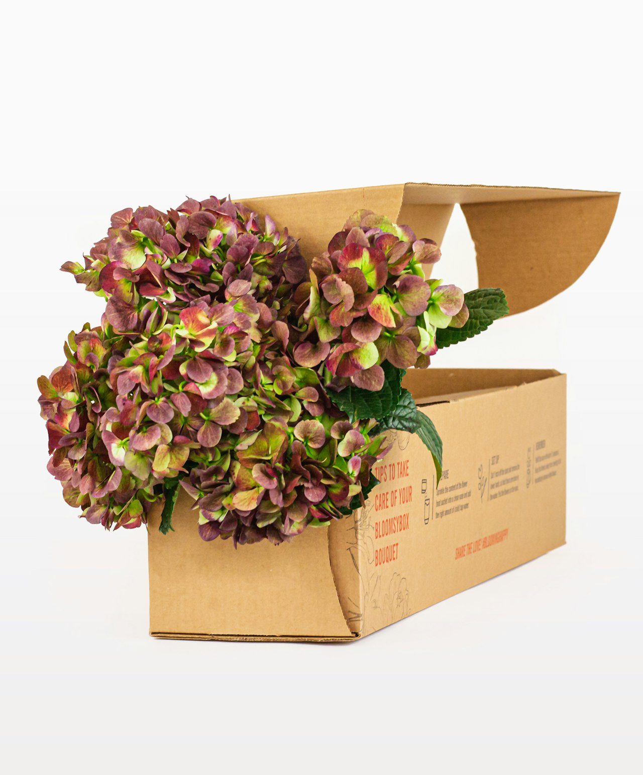 A vibrant hydrangea bouquet nestled in a cardboard packaging, ready for delivery.
