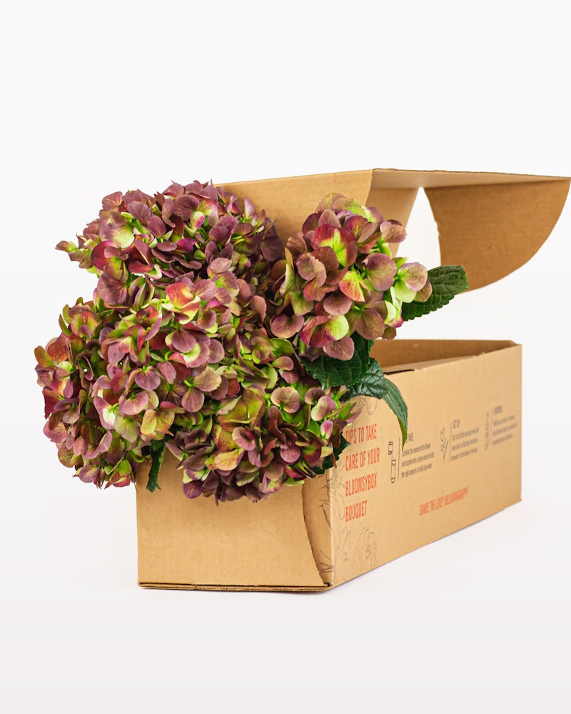 Bouquet of purple and green hydrangeas spilling out from an open cardboard box on a neutral background, highlighting flower delivery service.