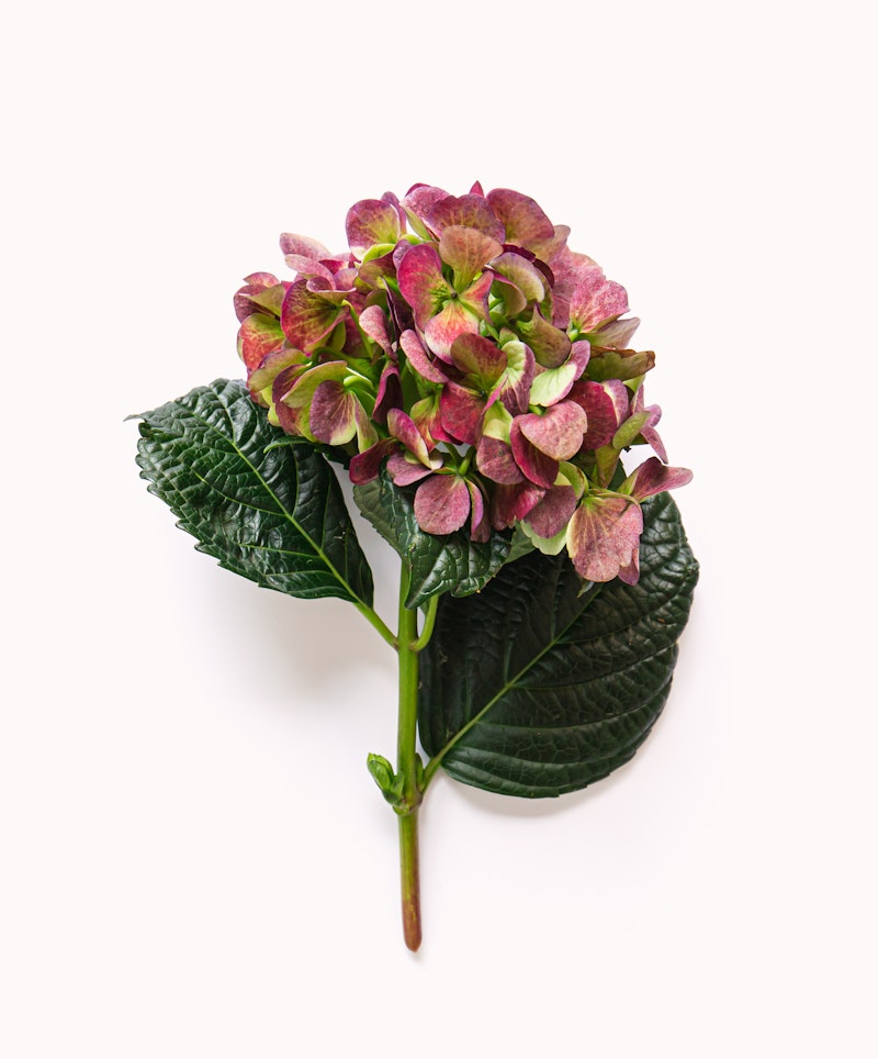 Vibrant hydrangea flower with lush green leaves and petals ranging from pink to green, set against a crisp white background, showcasing botanical beauty and natural elegance.