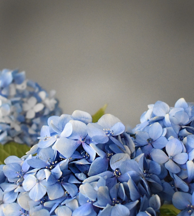 Delicate blue hydrangeas in a lush arrangement, perfect for elegant decor or special occasions.