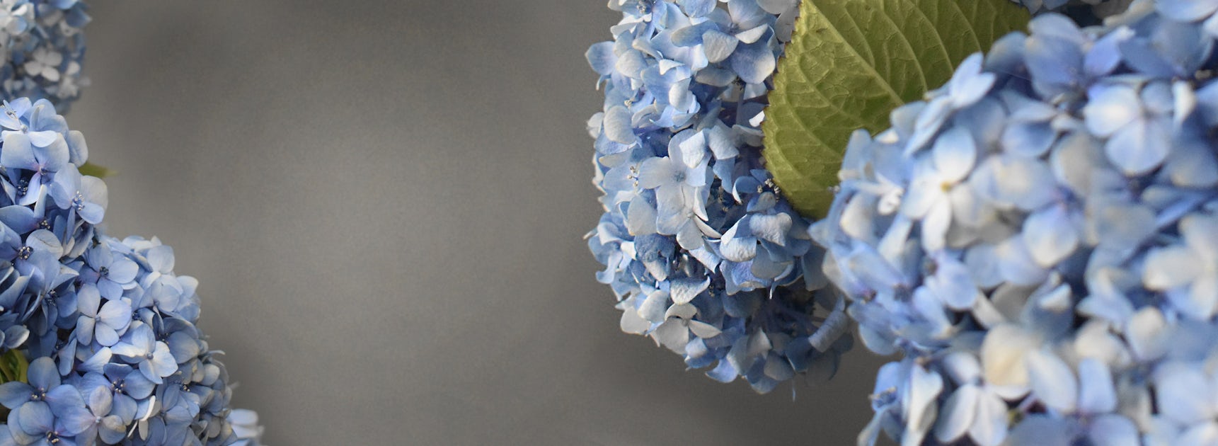 Delicate blue hydrangea blooms arranged elegantly against a soft gray background.