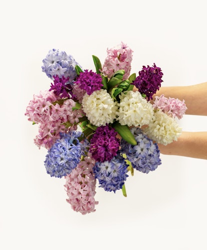 Vibrant bouquet of hyacinths in shades of pink, purple, and white, perfect for any special occasion.