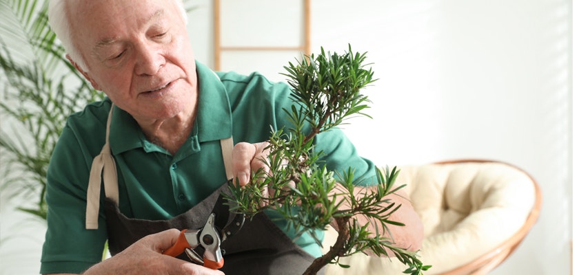 An elderly man carefully prunes a small bonsai tree, showcasing his gardening skills.