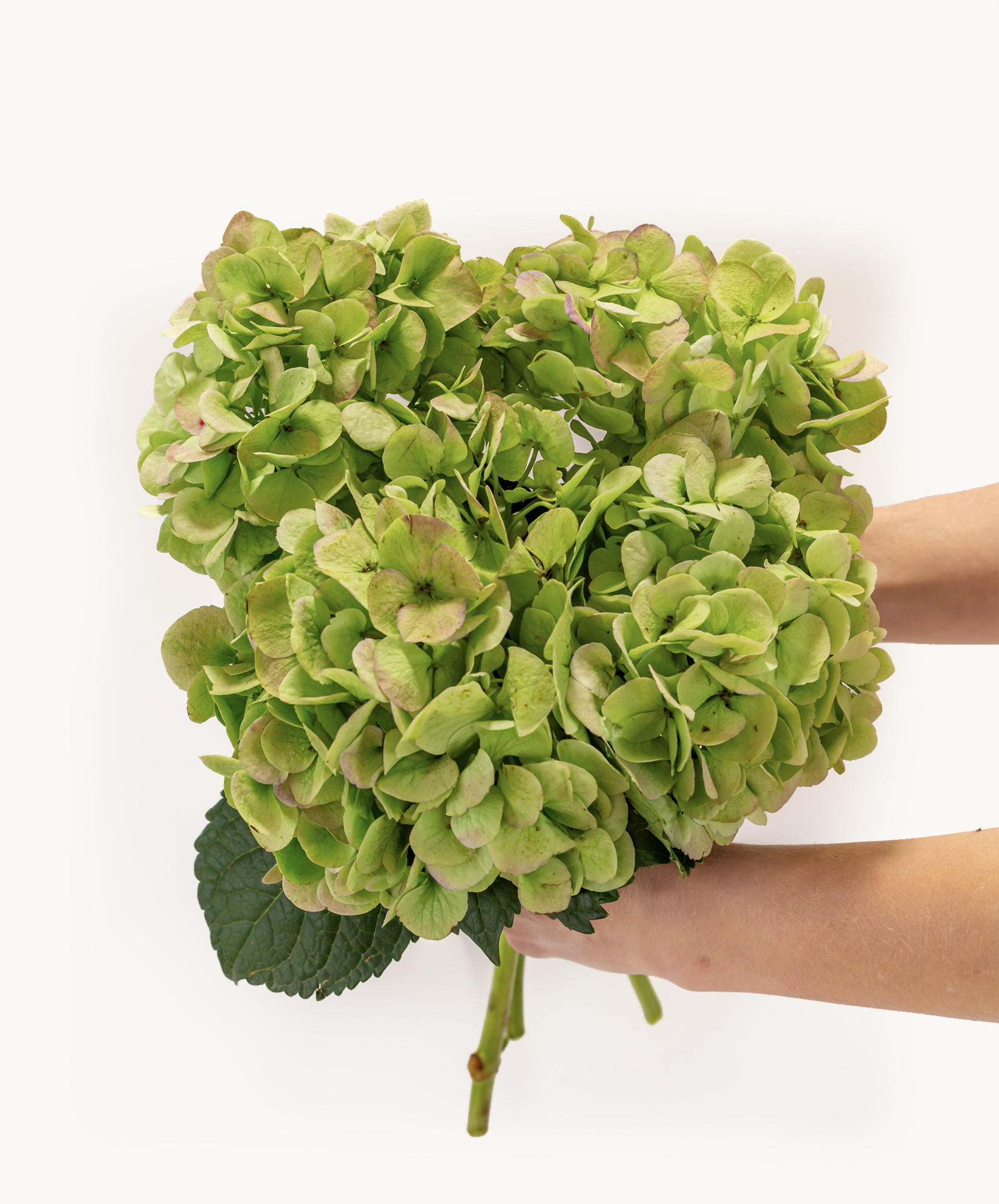Lush green hydrangea bouquet held in hands, perfect for fresh floral displays.