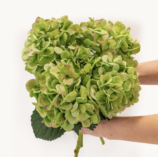 Lush green hydrangea bouquet held in hands, perfect for fresh floral displays.