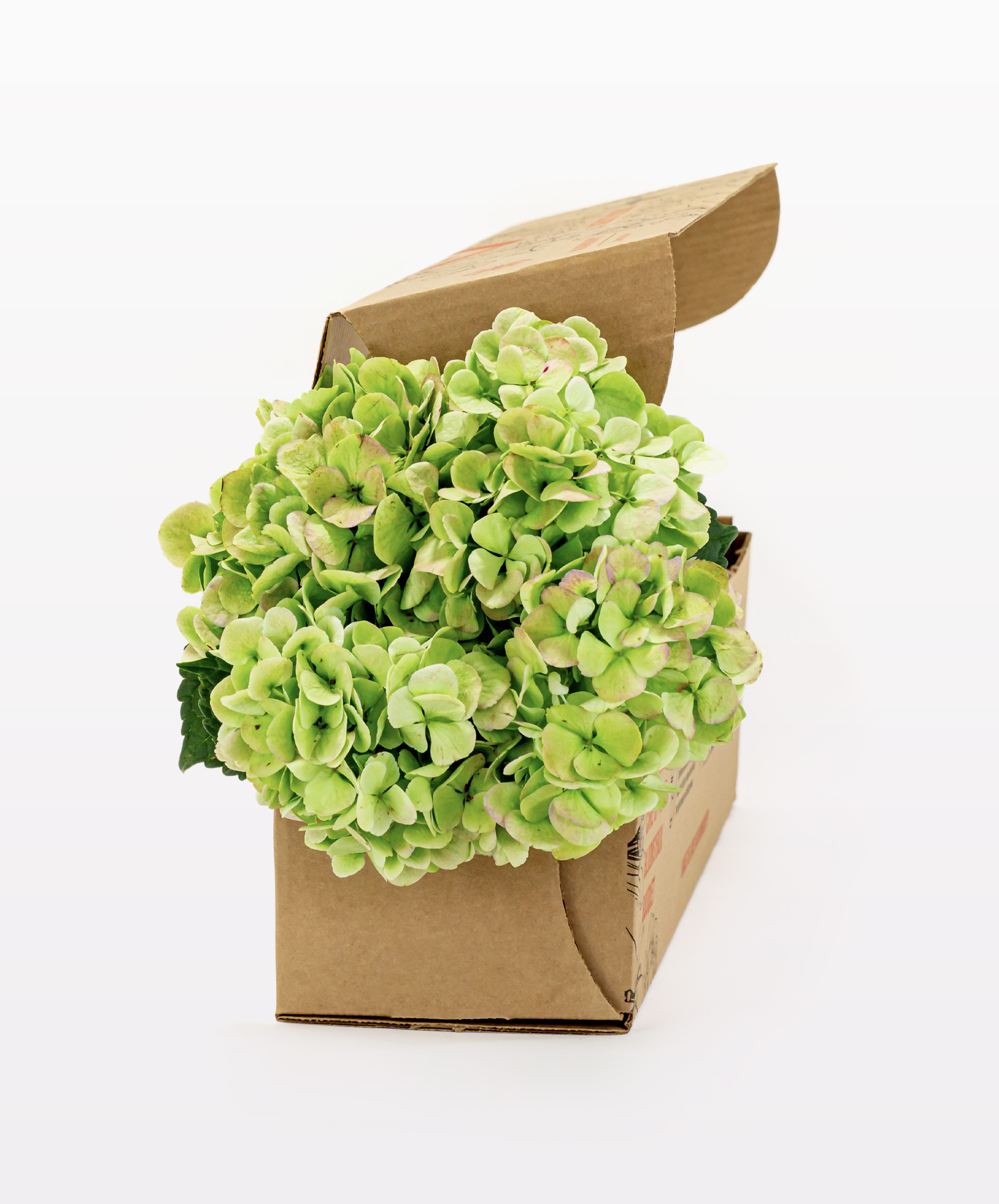 Kiwi Dream Hydrangea Bouquet | BloomsyBox
