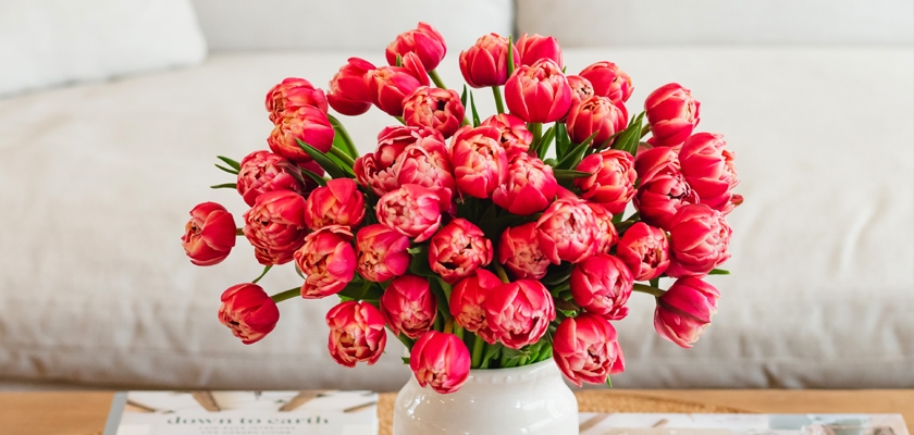 Vibrant bouquet of pink tulips in a white vase, adding charm to any living space.