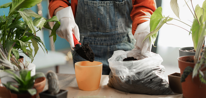 A person wearing gloves potting plants with soil while surrounded by various green plants indoors.