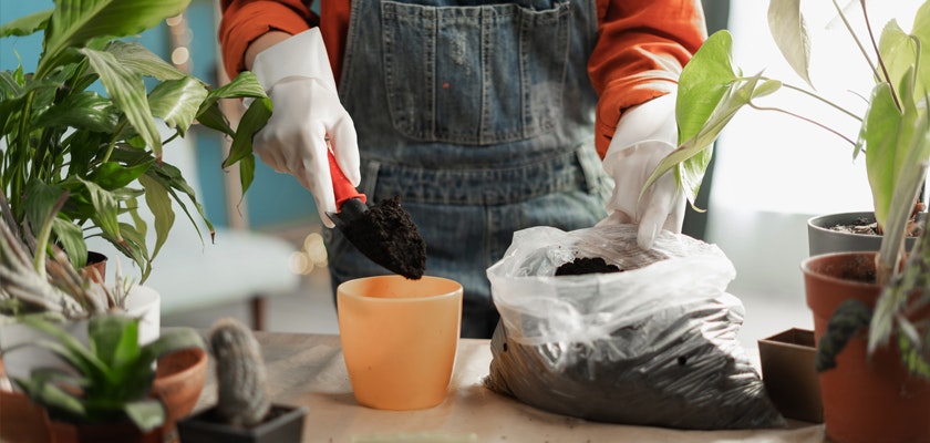 A person wearing gloves potting plants with soil while surrounded by various green plants indoors.