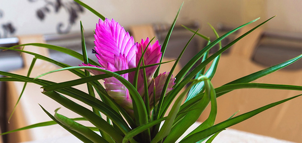 Vibrant pink plant with lush green leaves, adding a fresh touch to any indoor space.