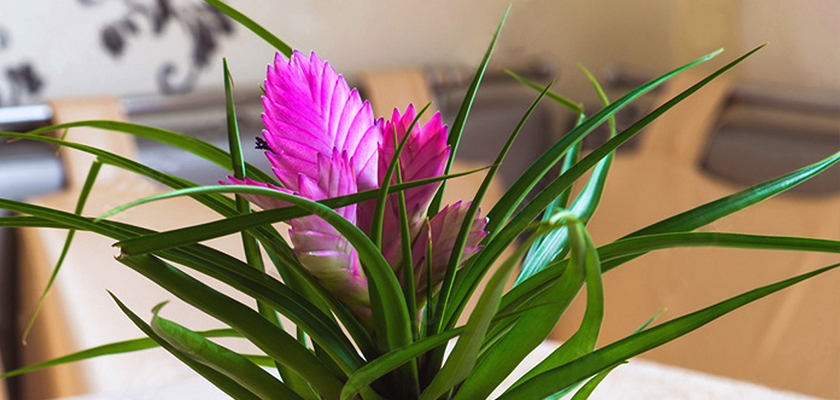 Vibrant pink plant with lush green leaves, adding a fresh touch to any indoor space.