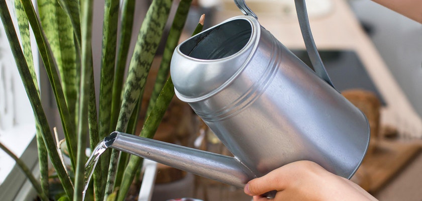 A person watering a vibrant plant with a stylish silver watering can, enhancing home decor.