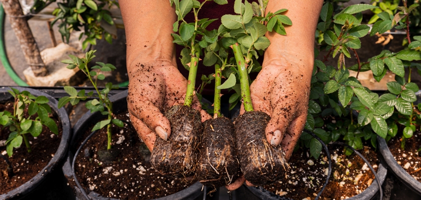 Hands holding freshly potted rose seedlings with rich soil, ready for planting in a garden.