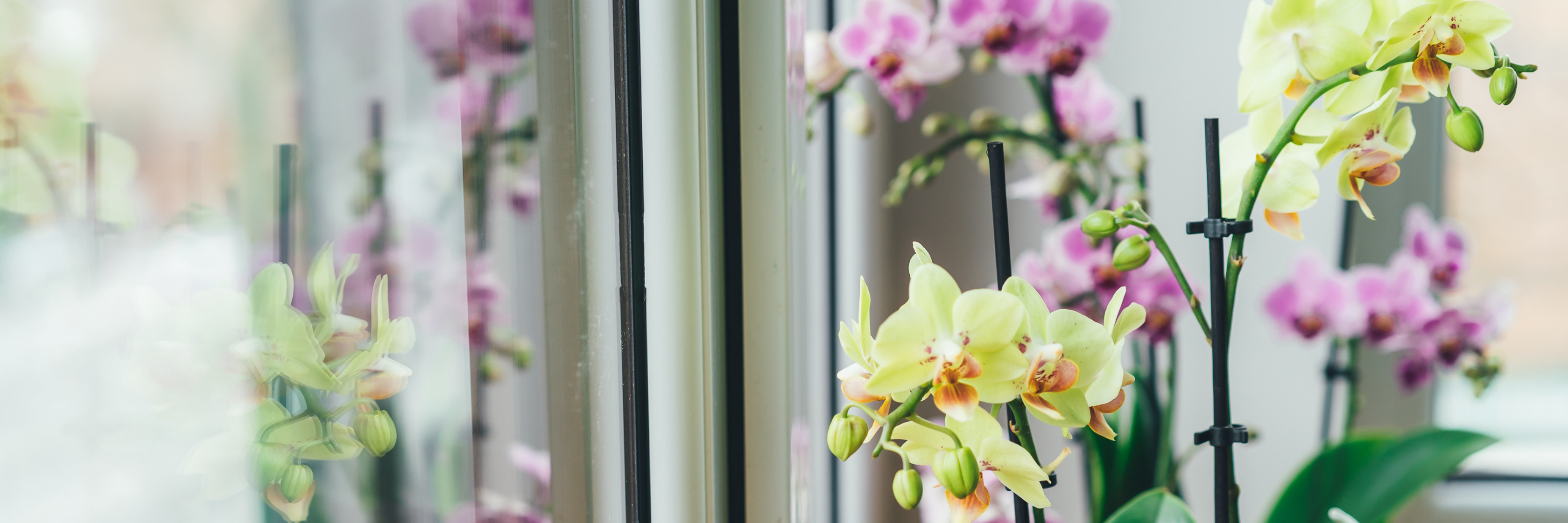 Elegant display of vibrant orchids in pastel colors, enhancing indoor decor with natural beauty.