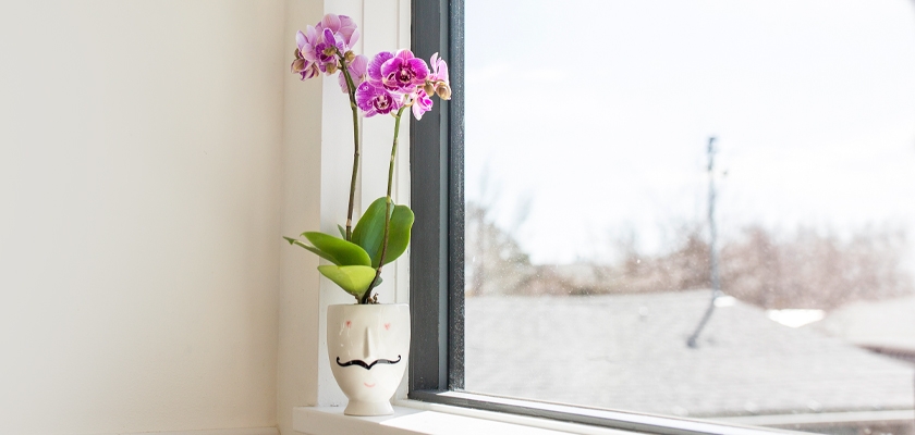 Vibrant purple orchids in a whimsical pot, brightening up a sunny windowsill.