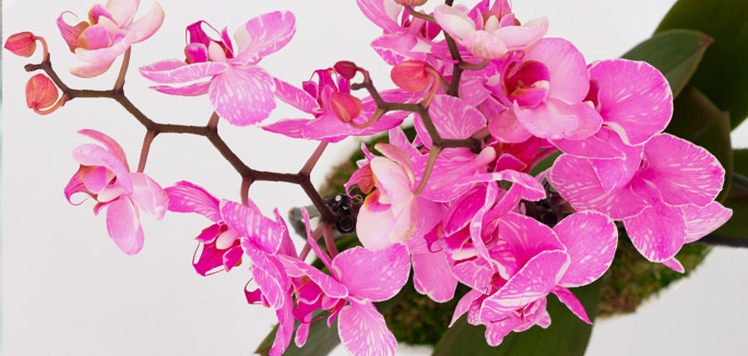 Vibrant pink orchids with delicate petals, elegantly arranged for a stunning floral display.