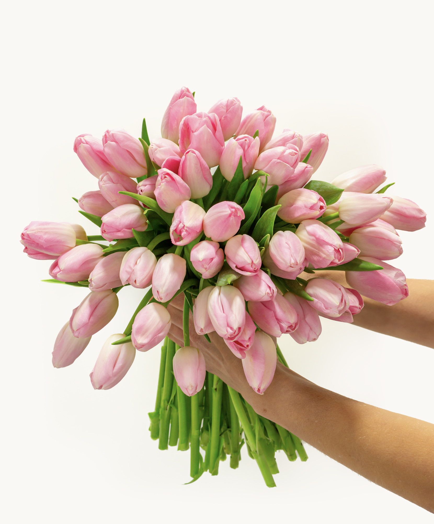 A lush bouquet of delicate pink tulips held with care, radiating elegance and charm.