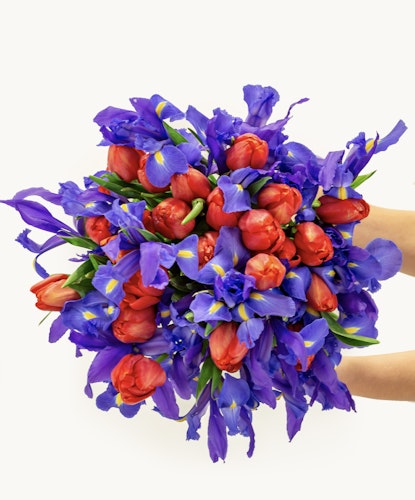 Vibrant bouquet featuring red tulips and blue irises, perfect for spring celebrations.