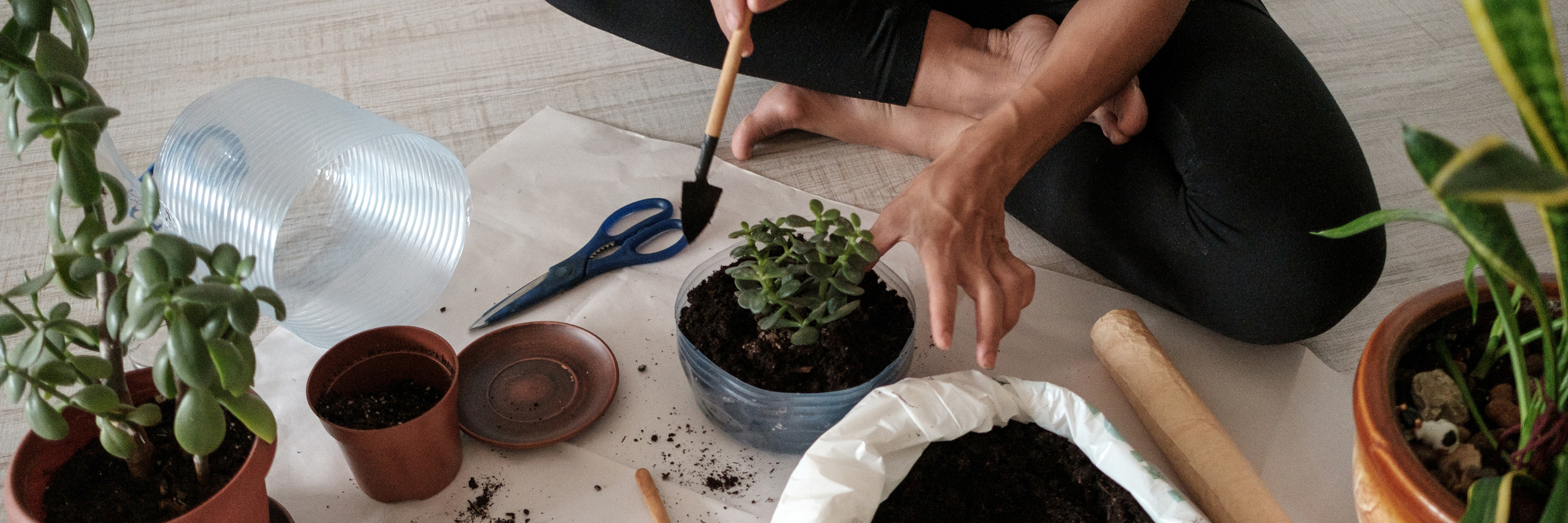 A person potting a succulent plant, surrounded by gardening tools and potted plants on the floor.
