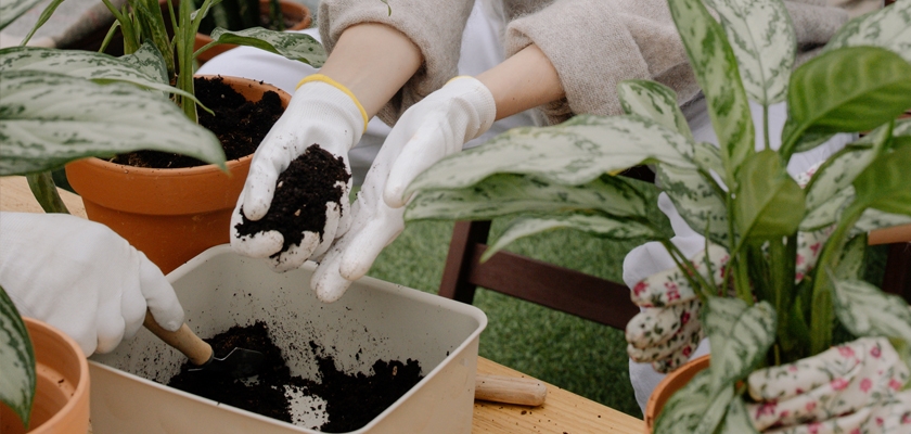 Hands wearing gardening gloves tending to potted plants, adding soil with care for healthy growth.