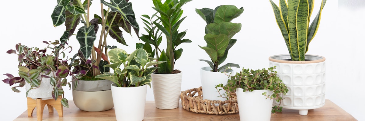 A stylish assortment of indoor plants in trendy pots, enhancing any home decor.