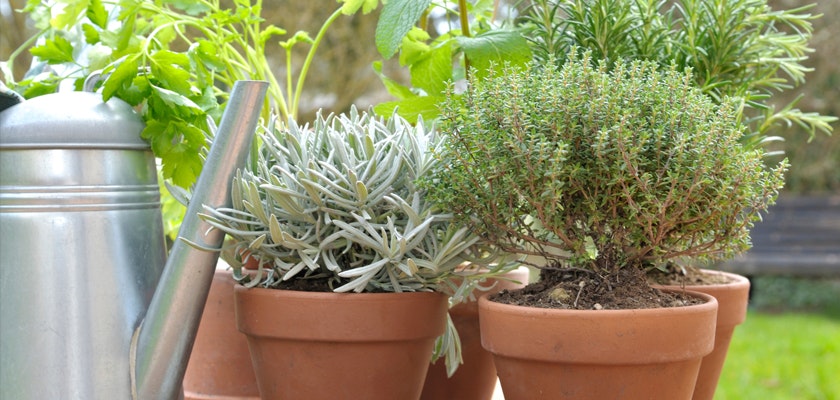 A collection of thriving herbs in terracotta pots, including lavender and thyme.