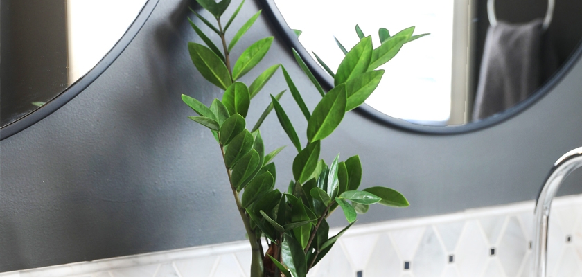 Lush green Zamioculcas zamiifolia plant in a stylish vase near a modern mirror, adding elegance.