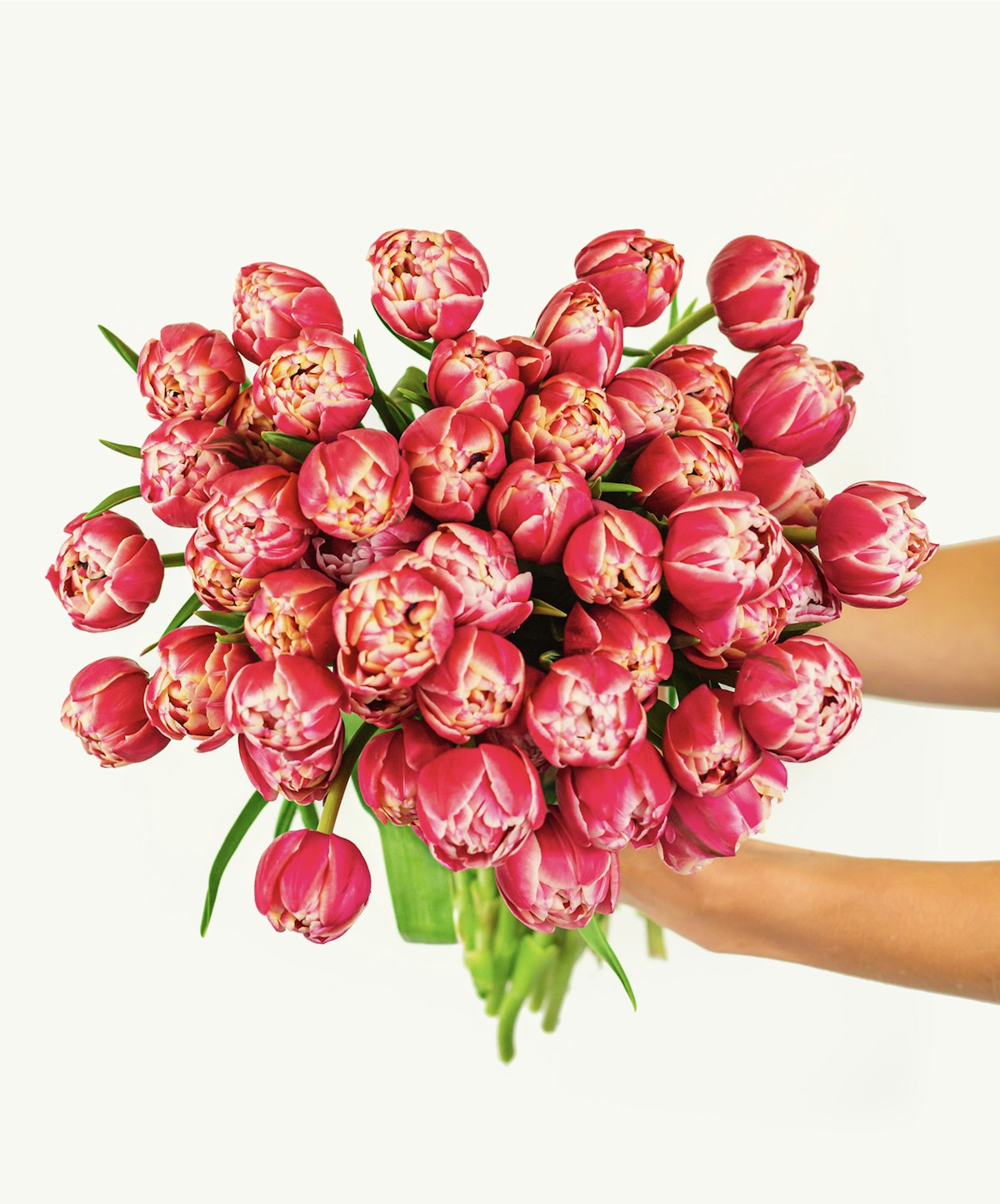 Pink Peony Tulips