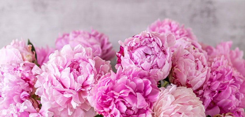 A lush arrangement of pink peonies in various shades, perfect for enhancing any floral display.