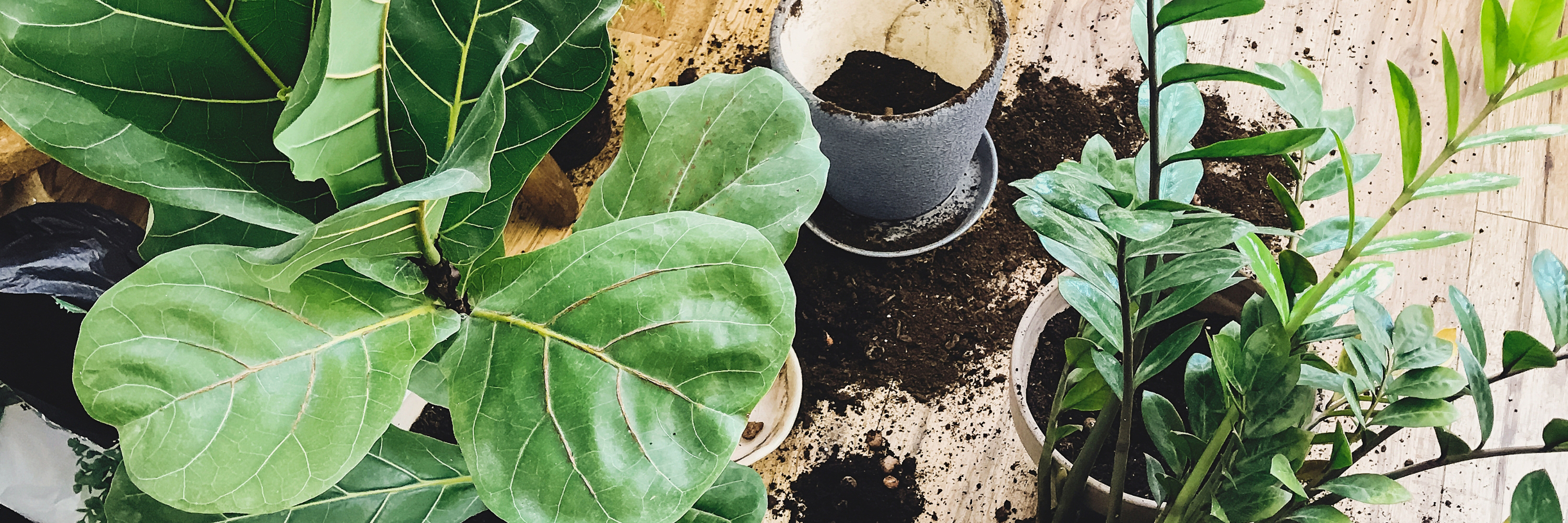 Indoor plants in pots, including a fiddle leaf fig and snake plant, with soil scattered around.