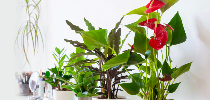 A vibrant display of indoor plants, including Anthuriums and leafy greens, enhancing home decor.