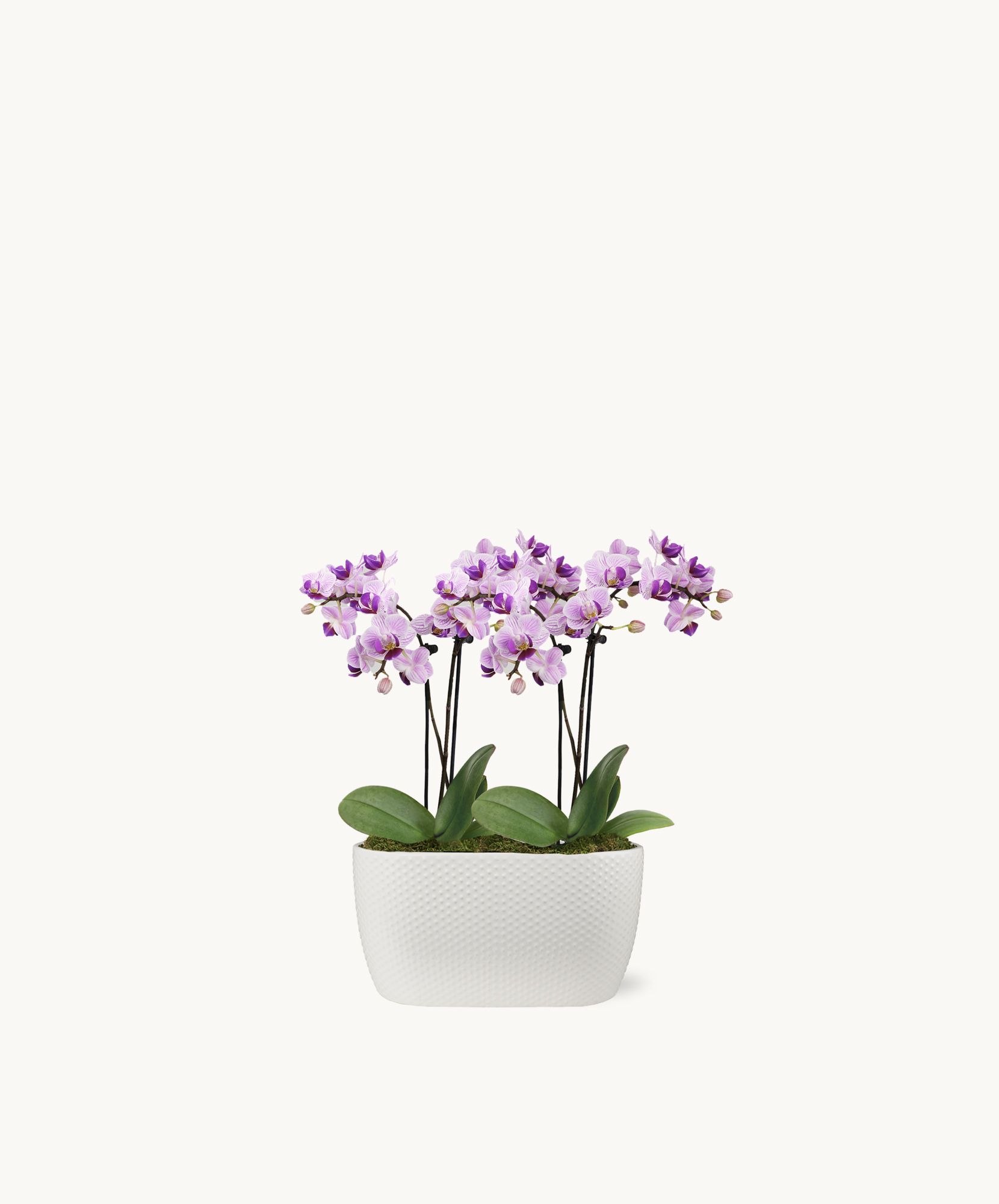 Beautiful purple orchids in a textured white pot, perfect for enhancing any space's decor.