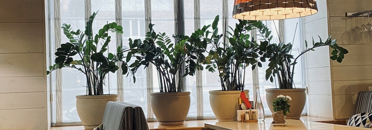 Indoor dining area featuring lush green plants in large pots, creating a cozy atmosphere.