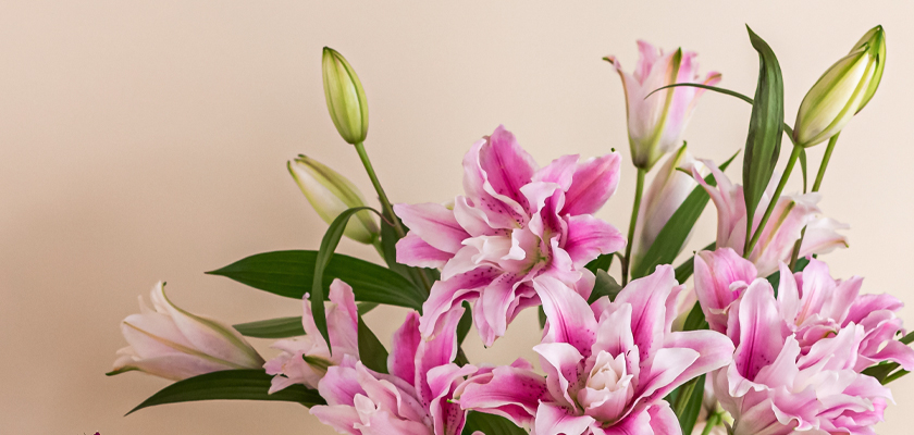 Vibrant pink lilies elegantly arranged with green leaves, perfect for brightening any space.