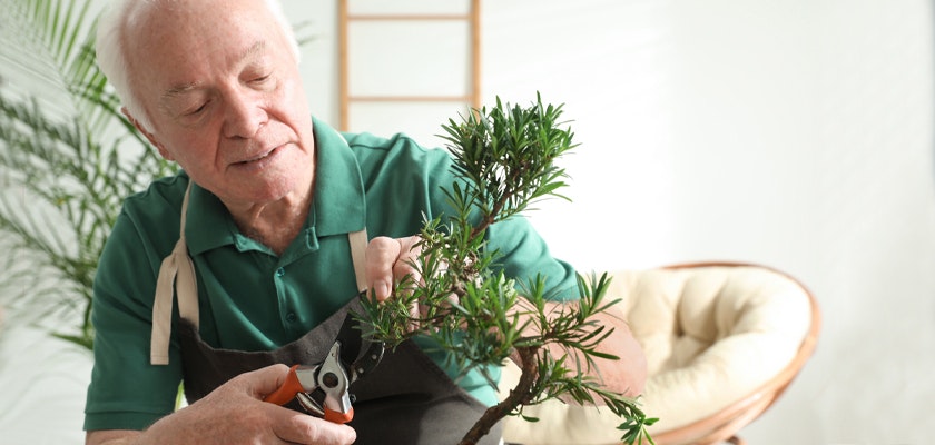 An elderly man carefully pruning a small indoor plant, showcasing gardening skills and care.