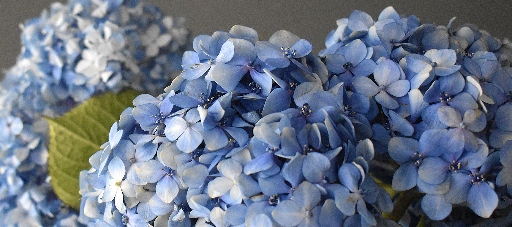 Bloomsypedia: The Ultimate Flower Encyclopedia | BloomsyBox