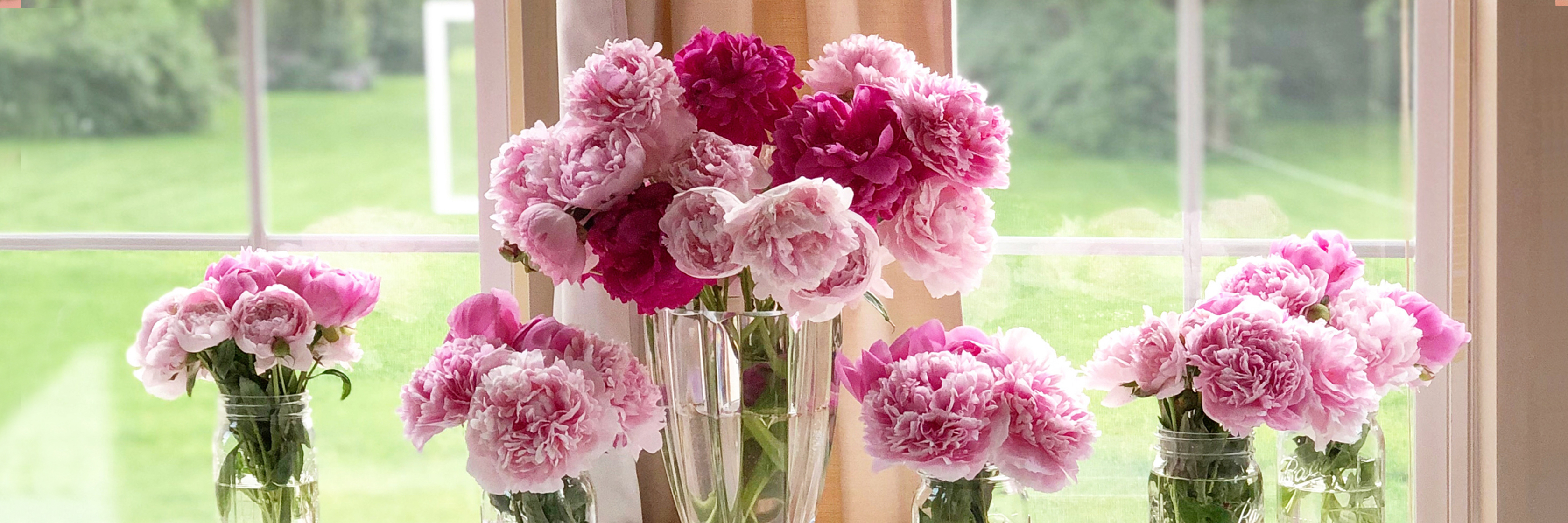 A vibrant arrangement of pink peonies in glass vases, set by a sunlit window.