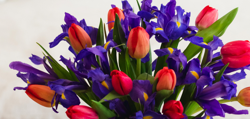 Vibrant bouquet featuring purple irises and colorful tulips, perfect for brightening any space.